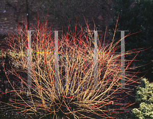 Picture of Cornus sanguinea 'Winter Flame'