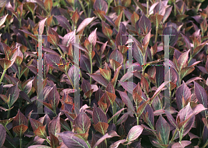 Picture of Weigela florida 'Java Red'