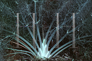Picture of Foeniculum vulgare 'Purpureum'