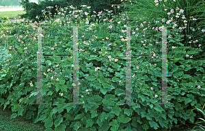 Picture of Anemone vitifolia 