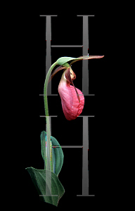 Picture of Cypripedium acaule 