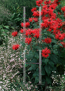 Picture of Monarda didyma 'Mrs. Perry'