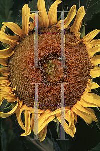 Picture of Helianthus annuus 'Sunspot'