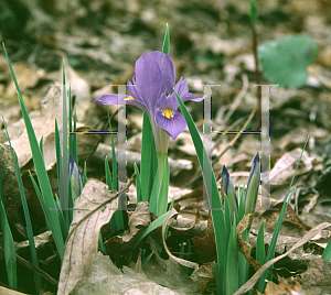Picture of Iris cristata 