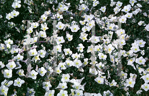 Picture of Nierembergia hippomanica 'Mont Blanc'