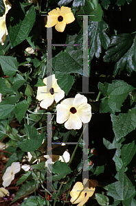 Picture of Thunbergia alata 