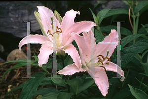 Picture of Lilium  'Marco Polo'