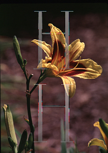Picture of Hemerocallis  'Bonanza'