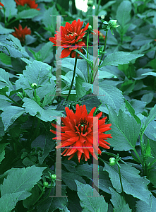 Picture of Dahlia  'Red Pygmy'
