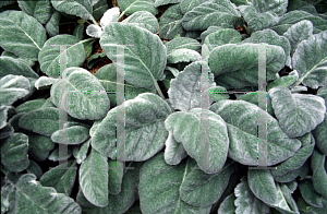 Picture of Salvia argentea 
