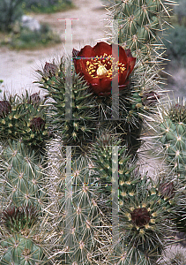 Picture of Echinocactus englemanii 
