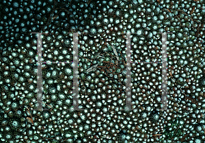 Picture of Sempervivum arachnoideum var. tomentosum 