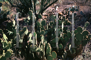 Picture of Opuntia microdasys 