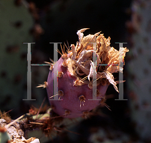 Picture of Opuntia phaeacantha 