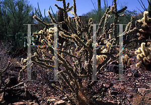 Picture of Opuntia acanthocarpa 