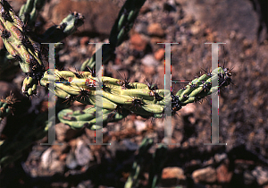 Picture of Opuntia acanthocarpa var. thorberi 