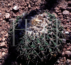 Picture of Parodia tephracantha 