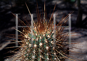 Picture of Echinopsis pasacana 