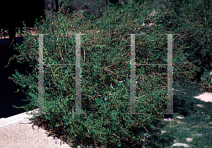 Picture of Heimia salicifolia 
