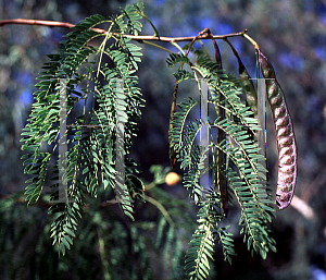 Picture of Leucaena leucocephala 