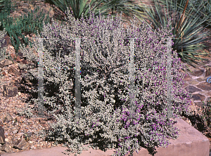 Picture of Leucophyllum zygophyllum 