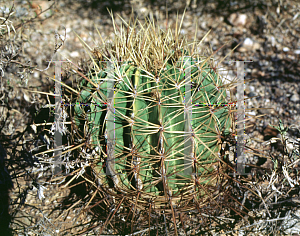 Picture of Ferocactus histrix 