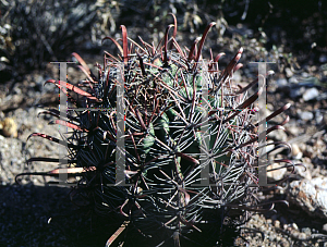 Picture of Ferocactus gracilis 