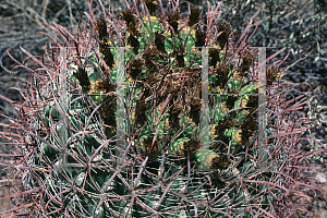 Picture of Ferocactus cylindraceus 