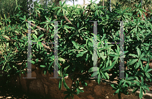 Picture of Euphorbia milii var. splendens 