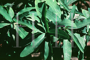 Picture of Euphorbia milii var. splendens 