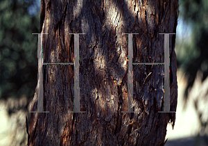 Picture of Eucalyptus foecunda 