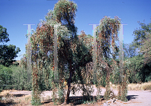 Picture of Eucalyptus foecunda 