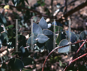 Picture of Eucalyptus gillii 