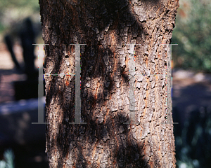 Picture of Quercus virginiana 'Heritage'