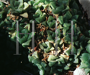 Picture of Haworthia spp. 