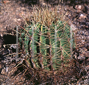 Picture of Ferocactus histrix 