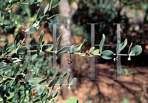 Picture of Simmondsia chinensis 