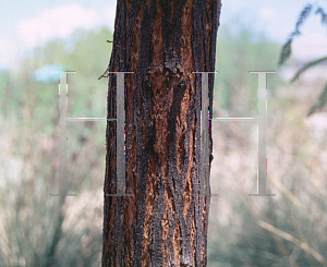 Picture of Prosopis alba 'Colorado'