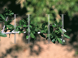 Picture of Quercus fusiformis 