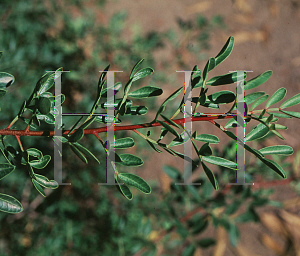 Picture of Pistacia lentiscus 