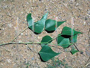 Picture of Populus dimorpha 
