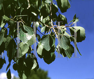 Picture of Populus monticola 