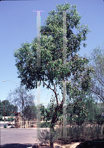 Picture of Eucalyptus populnea 