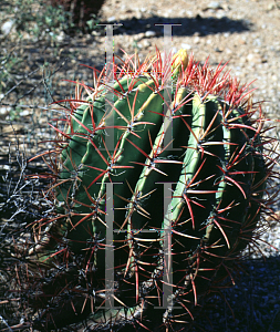 Picture of Ferocactus pilosus 