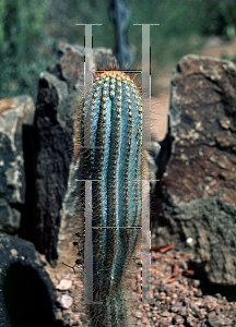 Picture of Micranthocereus dolichos permaticus 