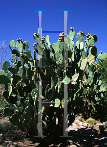Picture of Opuntia ficus-indica 