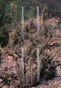 Picture of Opuntia molesta 