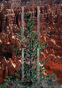 Picture of Pinus cembroides var. edulis 