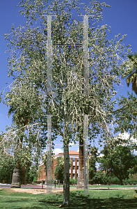 Picture of Populus monticola 