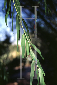 Picture of Salix gooddingii 